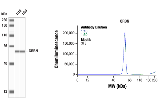  Image 1: CRL4/CRBN Targeted Protein Degradation Complex Antibody Sampler Kit