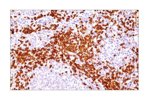 Immunohistochemistry Image 8: Glut1 (IHC404) Mouse mAb