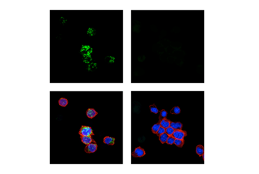 Immunofluorescence Image 2: 4-1BB/CD137/TNFRSF9 (E2J5H) XP® Rabbit mAb (BSA and Azide Free)