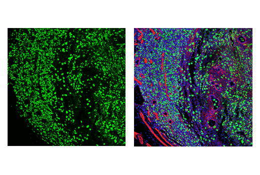 Immunofluorescence Image 1: 4-1BB/CD137/TNFRSF9 (E2J5H) XP® Rabbit mAb (BSA and Azide Free)