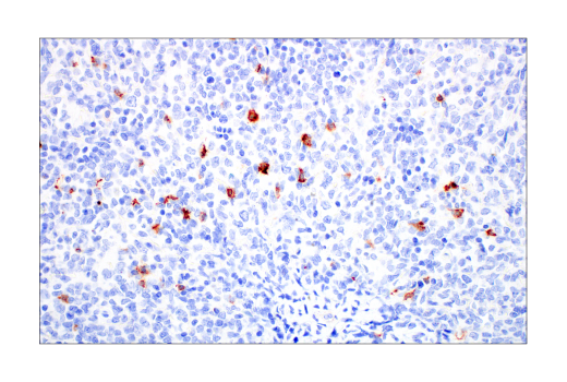 Immunohistochemistry Image 2: CD57 (HNK-1) Mouse mAb