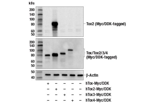 Western Blotting Image 2: Tox2 Antibody