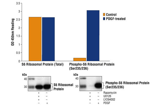  Image 2: PathScan® Phospho-S6 Ribosomal Protein (Ser235/236) Sandwich ELISA Kit
