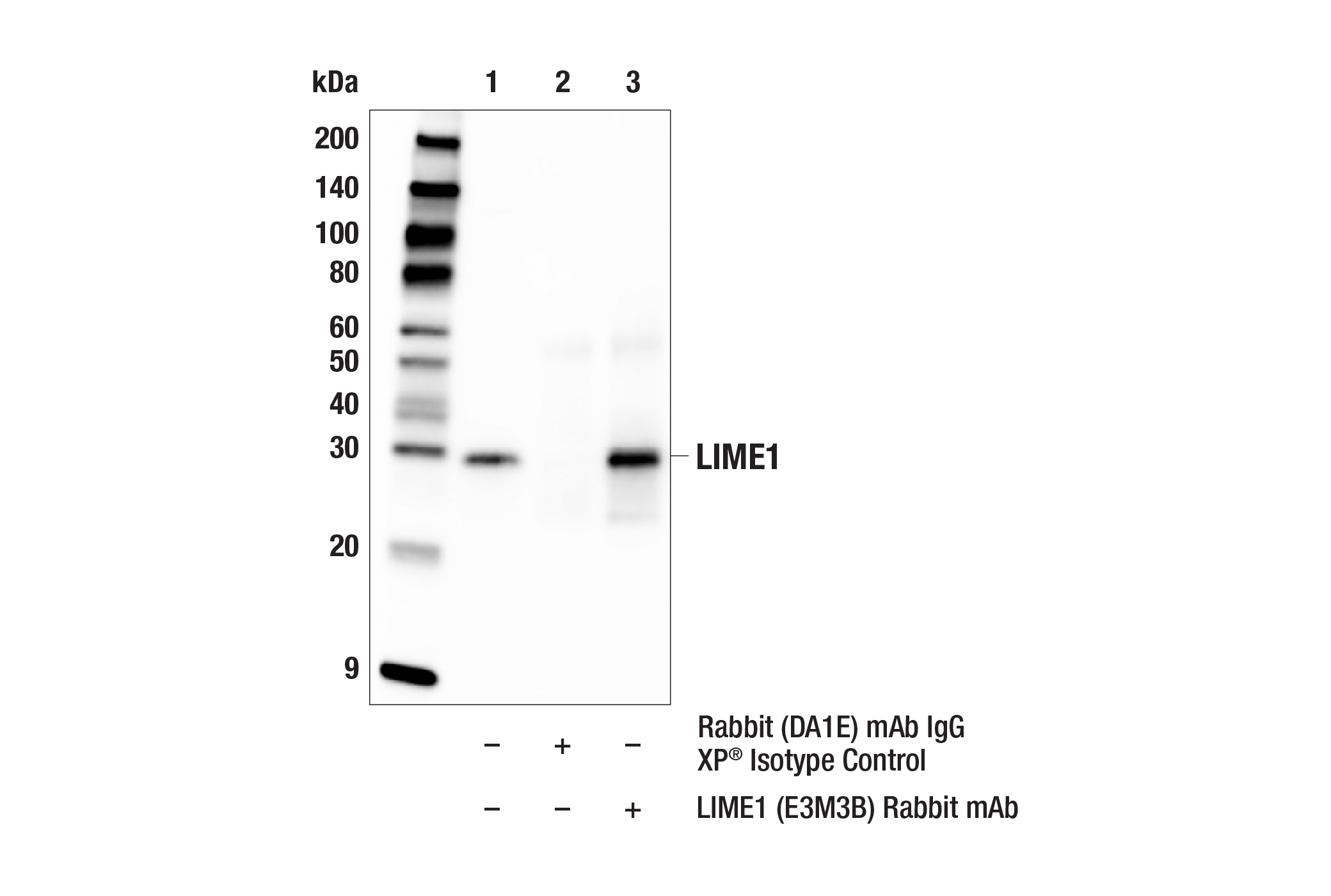 Immunoprecipitation Image 1: LIME1 (E3M3B) Rabbit mAb