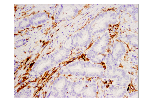 Immunohistochemistry Image 2: CD16 (D1N9L) Rabbit mAb (BSA and Azide Free)