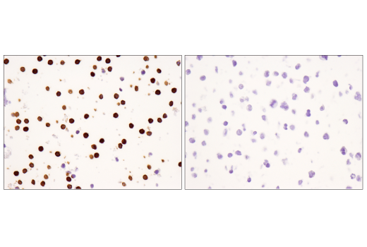 Immunohistochemistry Image 6: CD16 (D1N9L) Rabbit mAb (BSA and Azide Free)