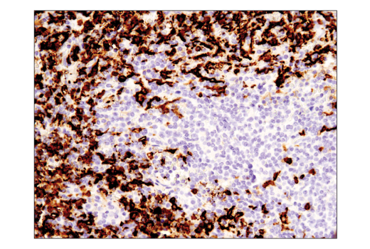 Immunohistochemistry Image 4: CD16 (D1N9L) Rabbit mAb (BSA and Azide Free)