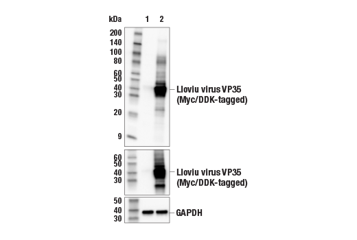 Western Blotting Image 1: Lloviu Virus VP35 Antibody