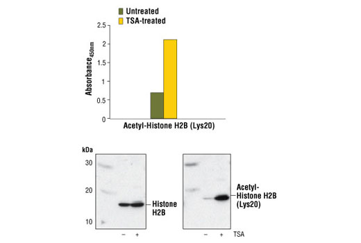  Image 2: PathScan® Acetyl-Histone H2B (Lys20) Sandwich ELISA Kit