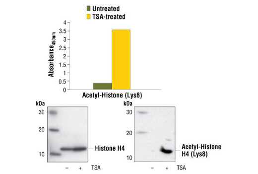  Image 1: PathScan® Acetyl-Histone H4 (Lys8) Sandwich ELISA Kit