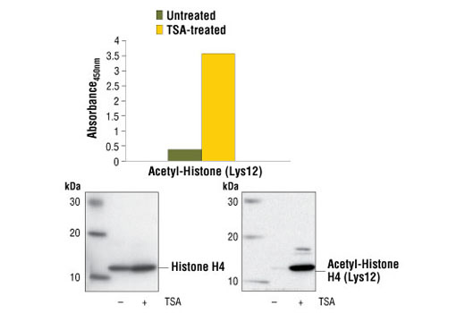  Image 1: PathScan® Acetyl-Histone H4 (Lys12) Sandwich ELISA Kit