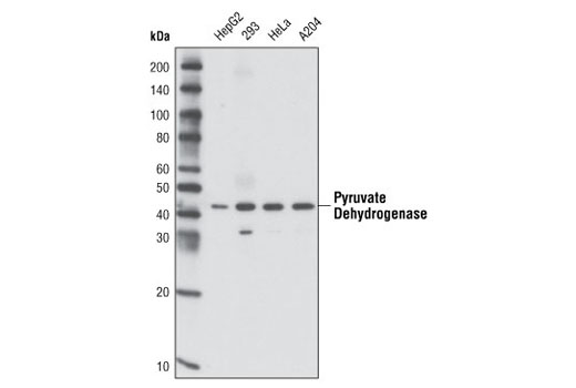 Western Blotting Image 1: Pyruvate Dehydrogenase (C54G1) Rabbit mAb (BSA and Azide Free)
