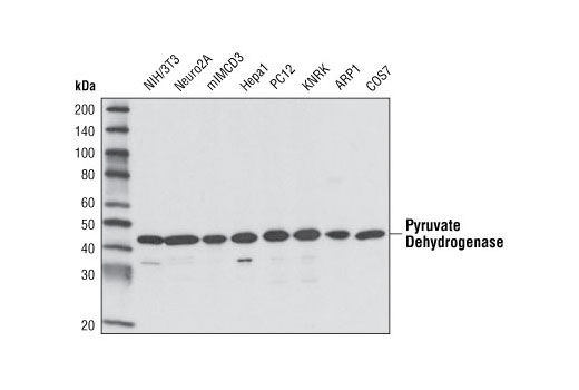 Western Blotting Image 2: Pyruvate Dehydrogenase (C54G1) Rabbit mAb (BSA and Azide Free)