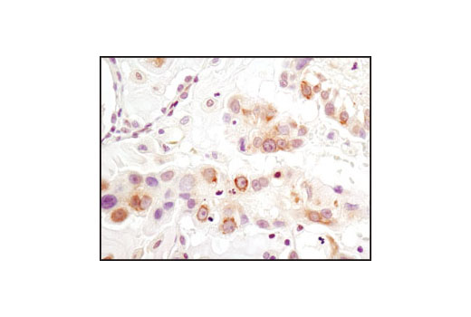 Immunohistochemistry Image 1: Pyruvate Dehydrogenase (C54G1) Rabbit mAb (BSA and Azide Free)
