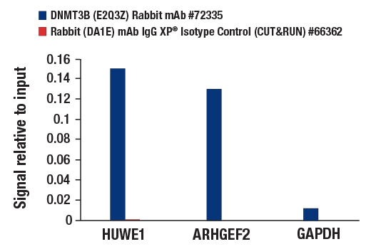CUT and RUN Image 3: DNMT3B (E2Q3Z) Rabbit mAb