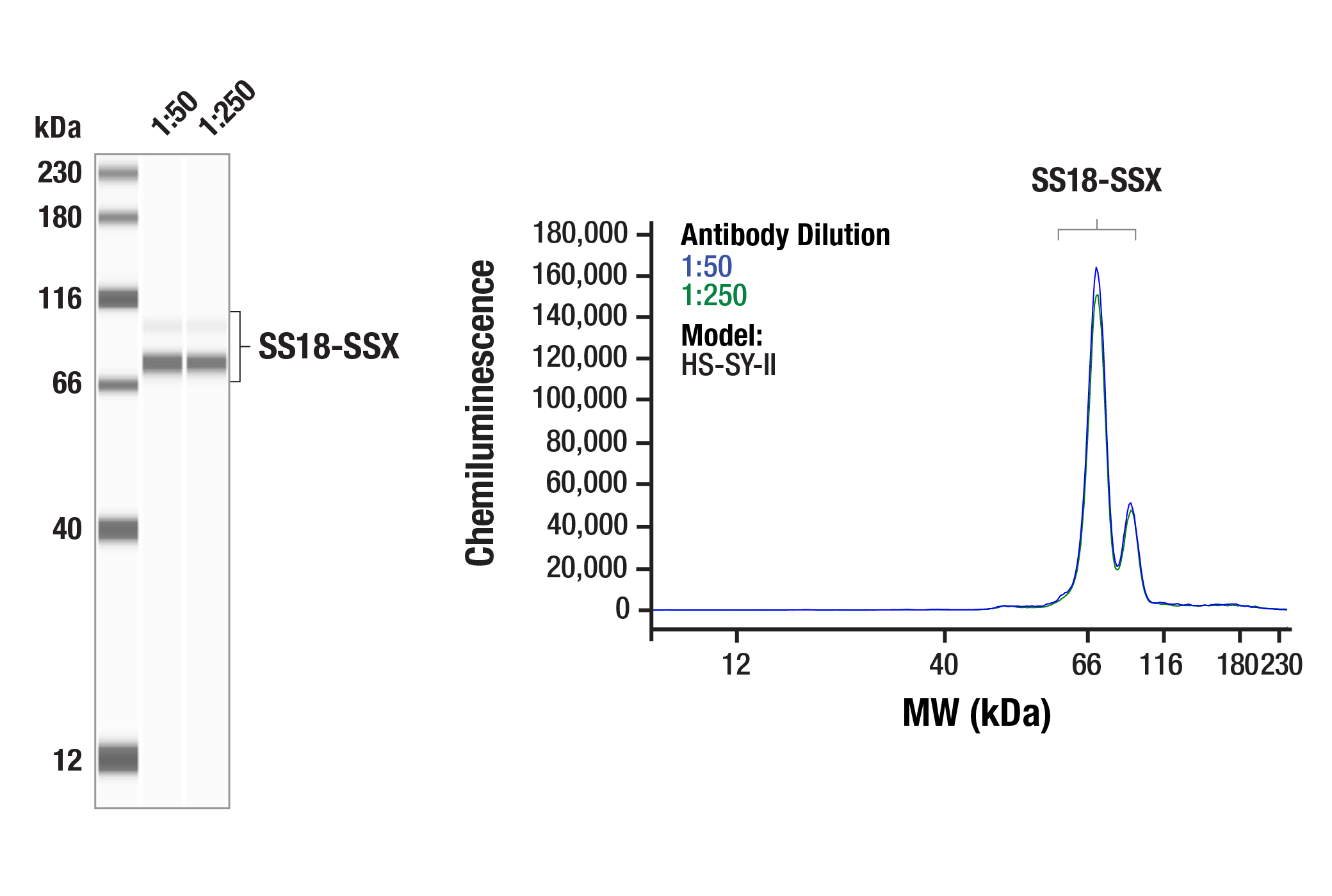 Western Blotting Image 1: SS18-SSX (E9X9V) Rabbit Monoclonal Antibody