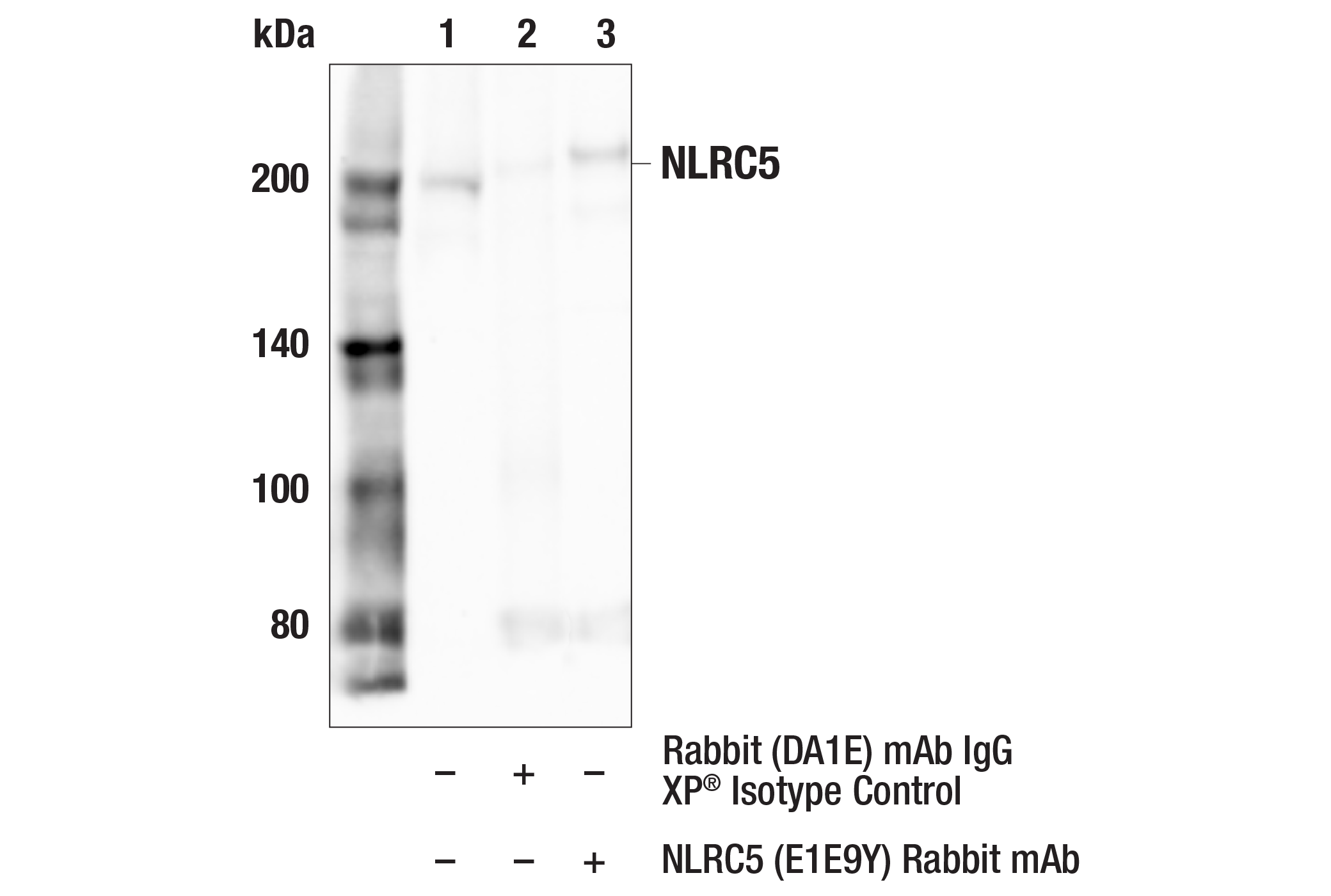 Immunoprecipitation Image 1: NLRC5 (E1E9Y) Rabbit mAb
