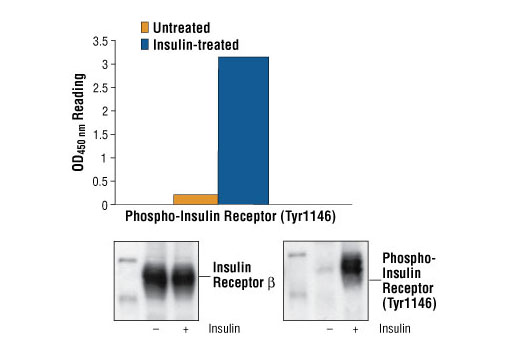  Image 1: PathScan® Phospho-Insulin Receptor β (Tyr1146) Sandwich ELISA Kit
