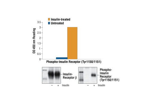  Image 1: PathScan® Phospho-Insulin Receptor β (Tyr1150/1151) Sandwich ELISA Kit