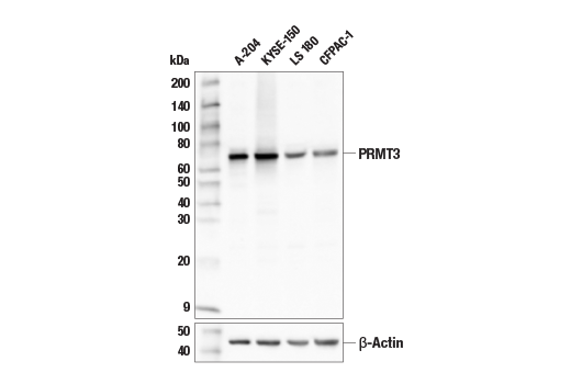  Image 7: PRMT Antibody Sampler Kit