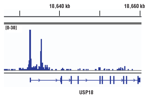  Image 40: IFN (Type I/III) Signaling Pathway Antibody Sampler Kit