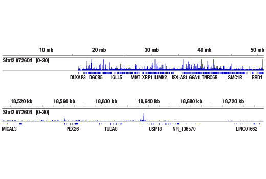 Chromatin Immunoprecipitation Image 2: Stat2 (D9J7L) Rabbit mAb