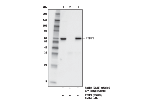 Immunoprecipitation Image 1: PTBP1 (E5O2S) Rabbit mAb