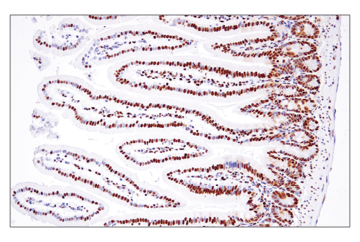 Immunohistochemistry Image 4: PTBP1 (E5O2S) Rabbit mAb