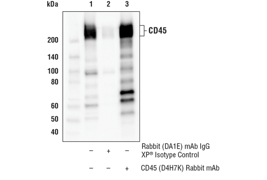 Immunoprecipitation Image 1: CD45 (D4H7K) Rabbit mAb