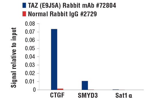 Chromatin Immunoprecipitation Image 1: TAZ (E9J5A) XP® Rabbit mAb