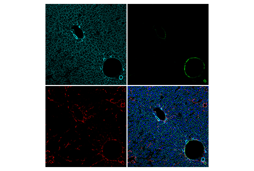 Immunofluorescence Image 1: COL1A1 (E8F4L) XP® Rabbit mAb (Alexa Fluor® 647 Conjugate)