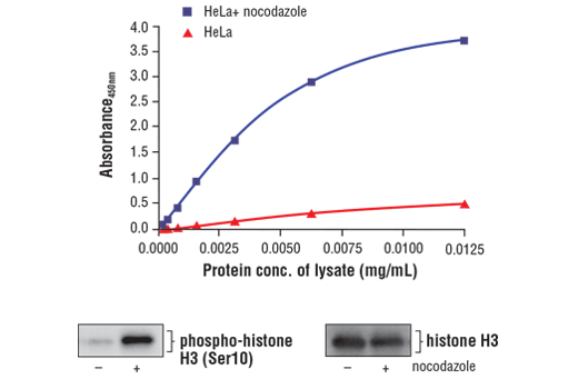  Image 1: FastScan™ Phospho-Histone H3 (Ser10) ELISA Kit