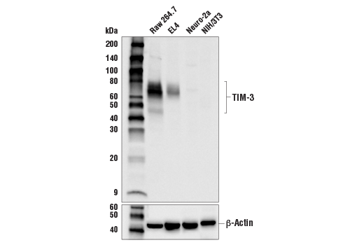 Western Blotting Image 1: TIM-3 (D3M9R) XP® Rabbit mAb (Mouse Specific) (BSA and Azide Free)