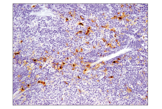 Immunohistochemistry Image 2: TIM-3 (D3M9R) XP® Rabbit mAb (Mouse Specific) (BSA and Azide Free)