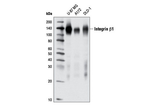 Western Blotting Image 1: Integrin β1 (D2E5) Rabbit mAb (BSA and Azide Free)