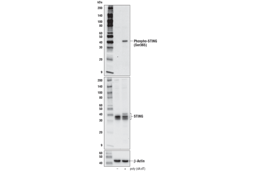  Image 8: Mouse-Reactive STING Pathway Antibody Sampler Kit