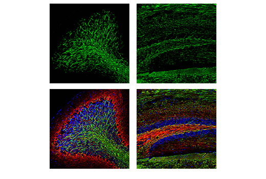 Immunofluorescence Image 1: Myelin Basic Protein (D8X4Q) XP® Rabbit mAb (Alexa Fluor® 488 Conjugate)