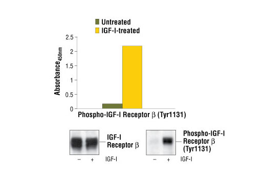  Image 1: PathScan® Phospho-IGF-I Receptor β (Tyr1131) Sandwich ELISA Kit