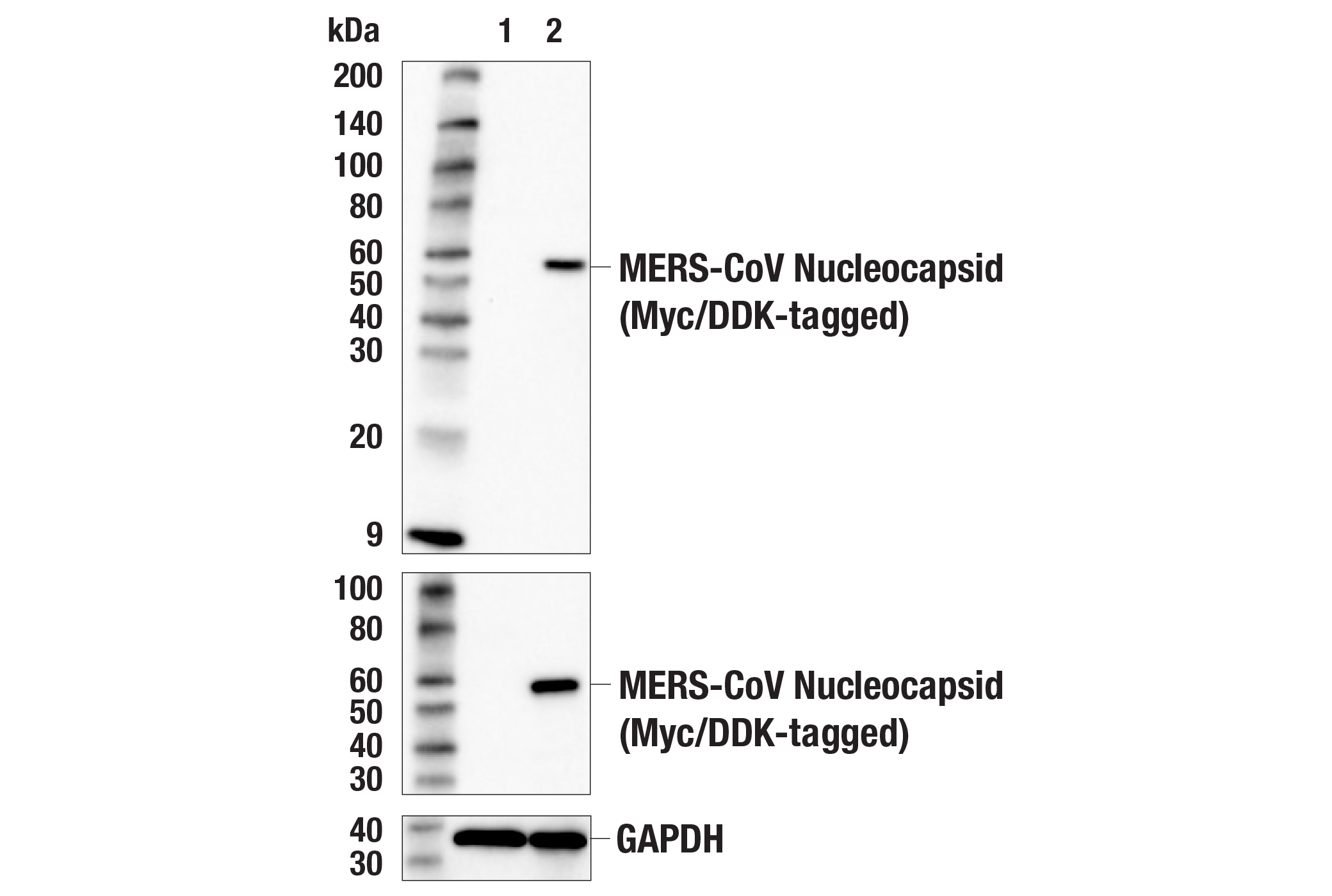 Western Blotting Image 1: MERS-CoV Nucleocapsid Protein Antibody