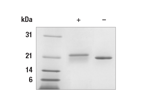  Image 1: Mouse G-CSF Recombinant Protein