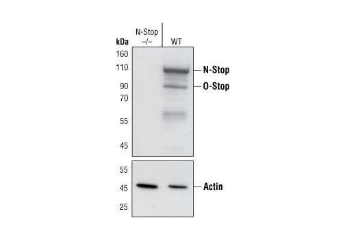 Western Blotting Image 1: STOP (175) Mouse mAb (BSA and Azide Free)