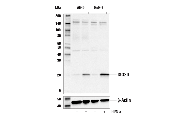 Western Blotting Image 1: ISG20 Antibody