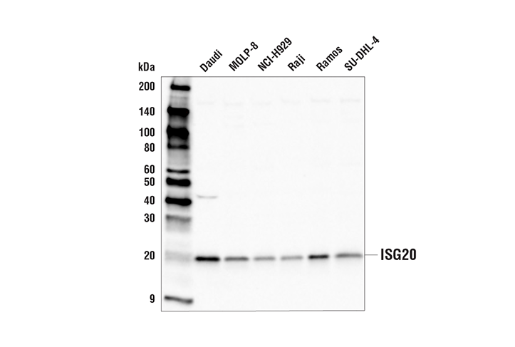 Western Blotting Image 2: ISG20 Antibody
