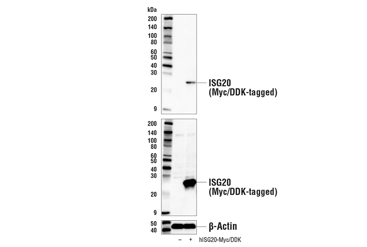 Western Blotting Image 3: ISG20 Antibody