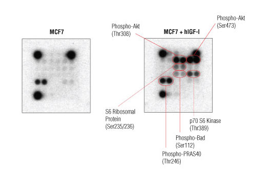  Image 2: PathScan® Intracellular Signaling Array Kit (Chemiluminescent Readout)