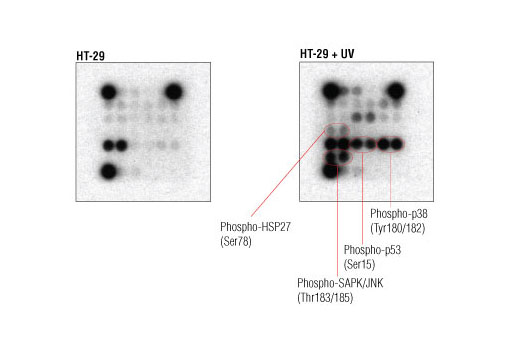  Image 3: PathScan® Intracellular Signaling Array Kit (Chemiluminescent Readout)
