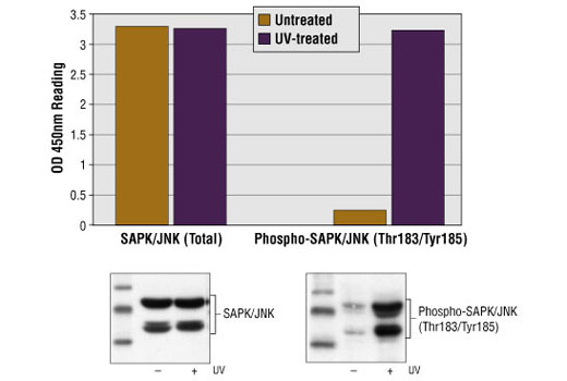  Image 1: PathScan® Phospho-SAPK/JNK (Thr183/Tyr185) Sandwich ELISA Kit