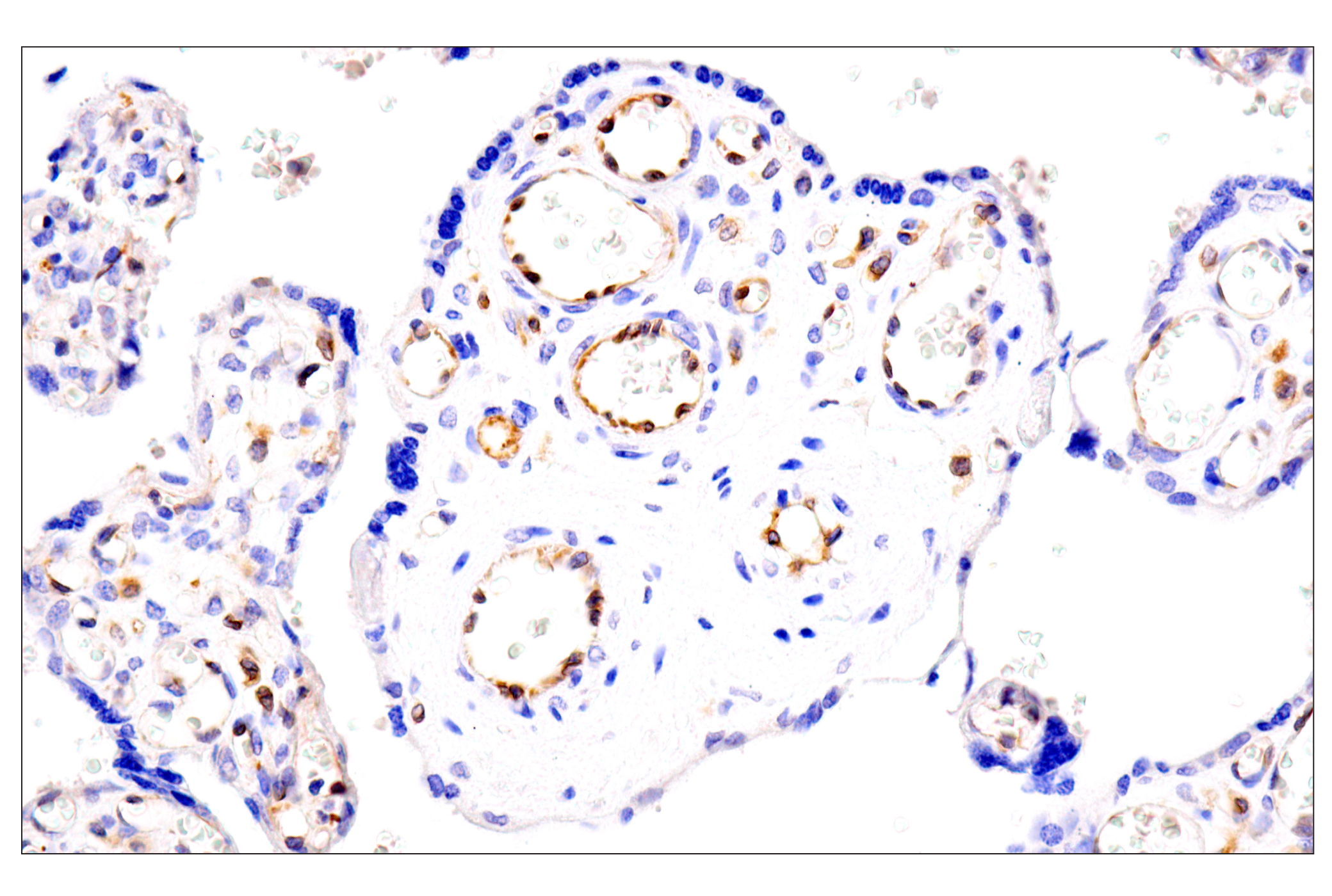 Immunohistochemistry Image 7: HLA-E (MEM-E/02) Mouse mAb