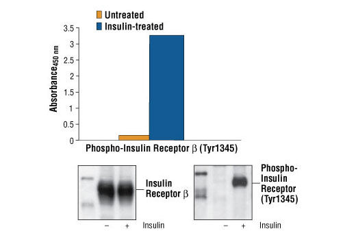  Image 1: PathScan® Phospho-Insulin Receptor β (Tyr1345) Sandwich ELISA Kit