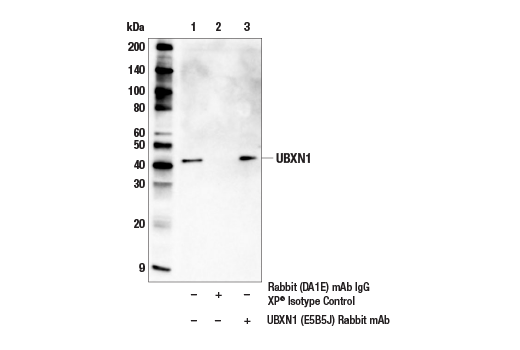Immunoprecipitation Image 1: UBXN1 (E5B5J) Rabbit mAb